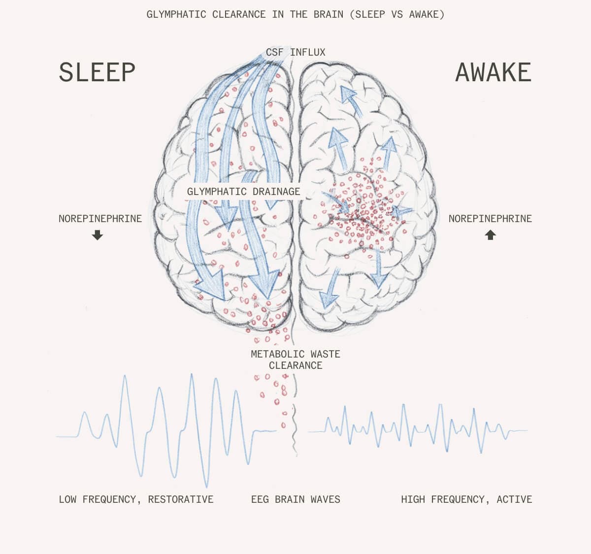 Glymphatic Clearance in the Brain (Sleep vs Awake)